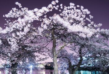 Washington, DC Cherry Blossoms at Night