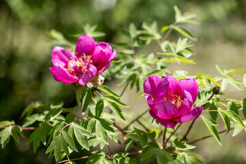 Pink tree peony flowers blooming in spring
