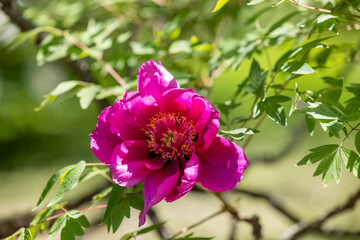 Close view of a pink peony