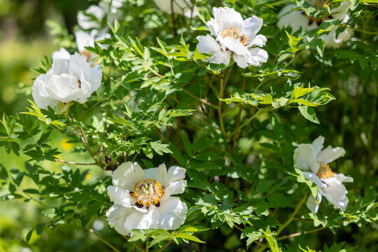 Tree peony bush with white flowers and buds in the garden in spring