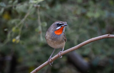 Siberian Rubythroat animal portrait close up shot.