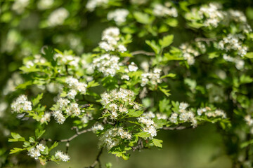 Blooming tree branch in spring