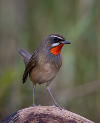 Siberian Rubythroat animal portrait close up shot.