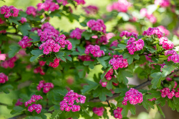 Branches of a blossoming tree with pink flowers. Natural floral background.