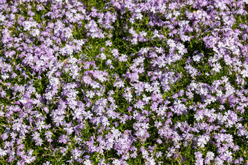 Natural floral background of purple flowers