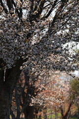 暮れ時の桜並木