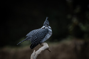  Crested Kingfisher on the branch at Chiang Dao District Chiangmai Province Thailand ( animal portrait ).