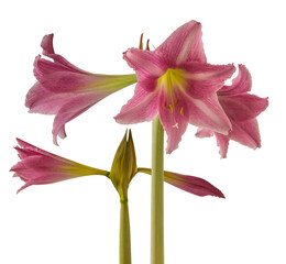 Hippeastrum (amaryllis) white and dark pink  Trumpet  group 