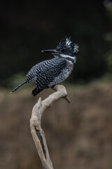  Crested Kingfisher on the branch at Chiang Dao District Chiangmai Province Thailand ( animal portrait ).