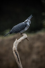  Crested Kingfisher on the branch at Chiang Dao District Chiangmai Province Thailand ( animal portrait ).