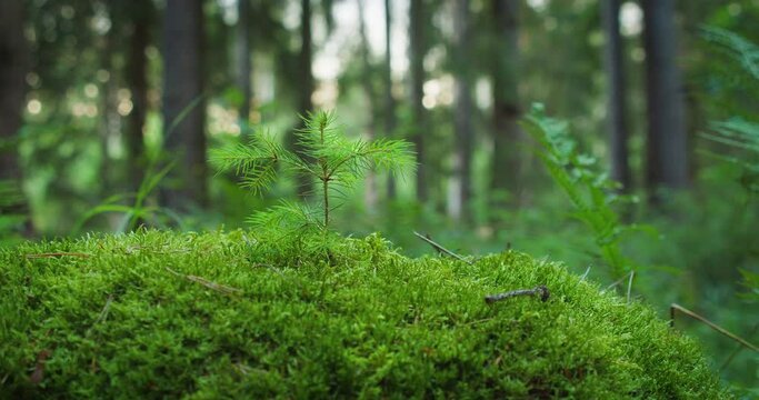 A young pine tree stands tall upon a mossy mound. Surrounded by the forest's embrace, it reaches upward, symbolizing new life.