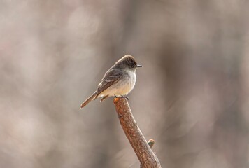 sparrow on a branch