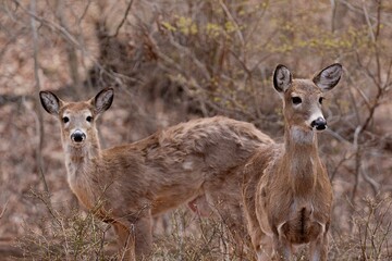deer in the forest