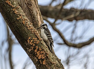 woodpecker on a tree