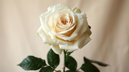 pure white rose close - up with green leaves on a isolated background