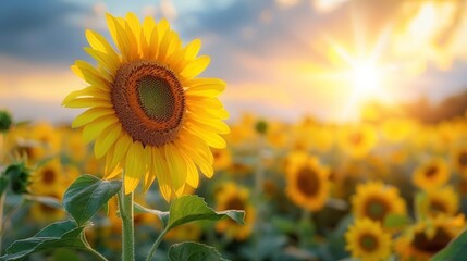 sunflower with sunset background, featuring a vibrant yellow sunflower and a lush green leaf
