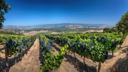 Fototapeta na wymiar vineyard with clusters of ripe grapes, under a clear blue sky