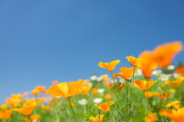春のオレンジ色のカリフォリニアポピーと青空