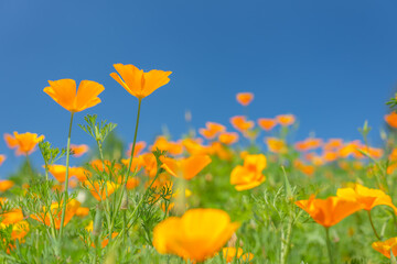 春のオレンジ色のカリフォリニアポピーと青空