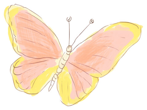PNG Butterfly drawing insect animal.