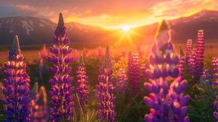 Obraz premium A captivating view of a sunset over a field of lupine flowers, their tall spikes adorned with clusters of vibrant blooms.
