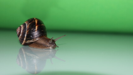 Cornu aspersum - snail with shell and green background