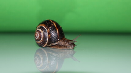 Cornu aspersum - snail with shell and green background