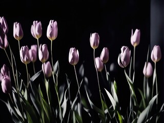 pink tulips