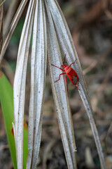 small red bug cotton stainer on the green leaf breed eat and climb on the tree are enemy of plant