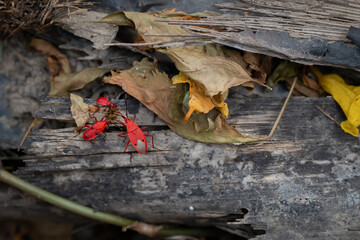 small red bug cotton stainer on the green leaf breed eat and climb on the tree are enemy of plant
