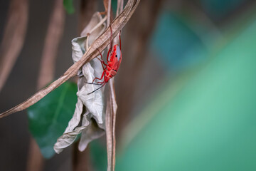 small red bug cotton stainer on the green leaf breed eat and climb on the tree are enemy of plant