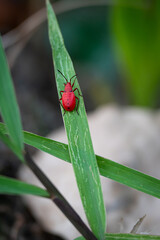small red bug cotton stainer on the green leaf breed eat and climb on the tree are enemy of plant