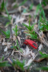 small red bug cotton stainer on the green leaf breed eat and climb on the tree are enemy of plant