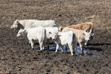 Cows on muddy field. Mother cow and little small calfs. Animals muddy bath. Drinking water from a...