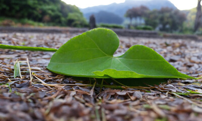 leaf on the ground