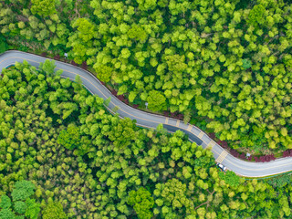 Overview of green bamboo forest and winding mountain road