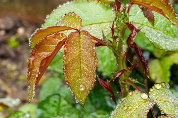 flowers and leaves in the morning rain