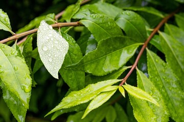 flowers and leaves in the morning rain