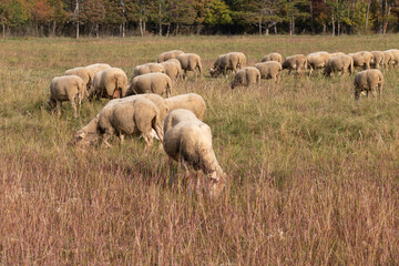 Fototapeta premium Flock of sheep in the pasture.