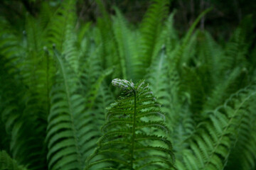 Young fern shoots, Sochi, Russia.