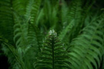 Young fern shoots, Sochi, Russia.