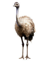 Animal bird beak emu.