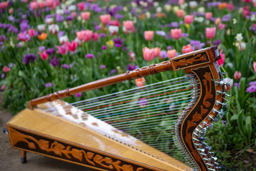 アルパとチューリップ