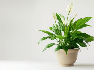 peace lily plant in a pot on white background