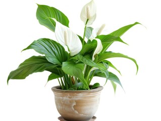 peace lily plant in a pot on white background