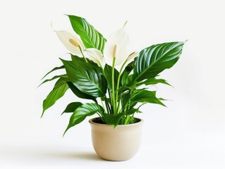 peace lily plant in a pot on white background