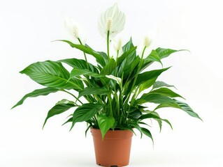 peace lily plant in a pot on white background