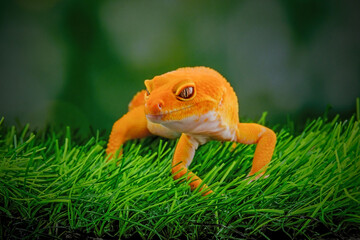 gecko on a green leaf