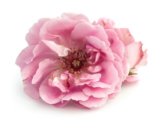 rose flower on a white background