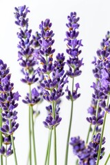 Obraz premium lavender sprigs flowers